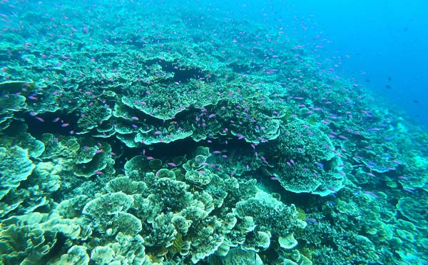 セブの透き通る海